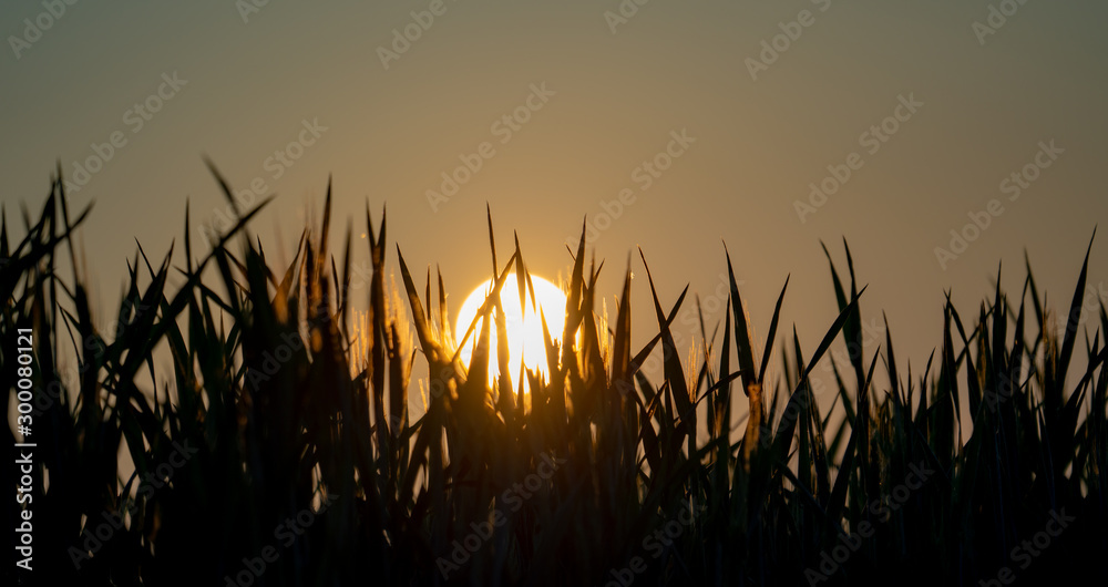 silhouette of the plants on the background of the rising sun