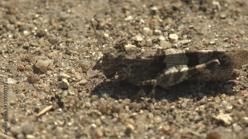 Dissosteira carolina, Carolina grasshopper, Carolina locust, black-winged grasshopper, road-duster or quaker, a large band winged species of grasshopper sitting on road meadow. Macro insect photo