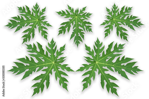 Green leaves  Papaya leaves on white background