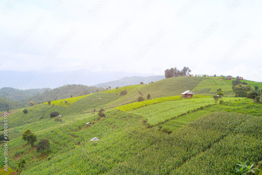 Fototapeta premium Agricultural field landscape, rice terraces and agricultural farm land on the mountains.