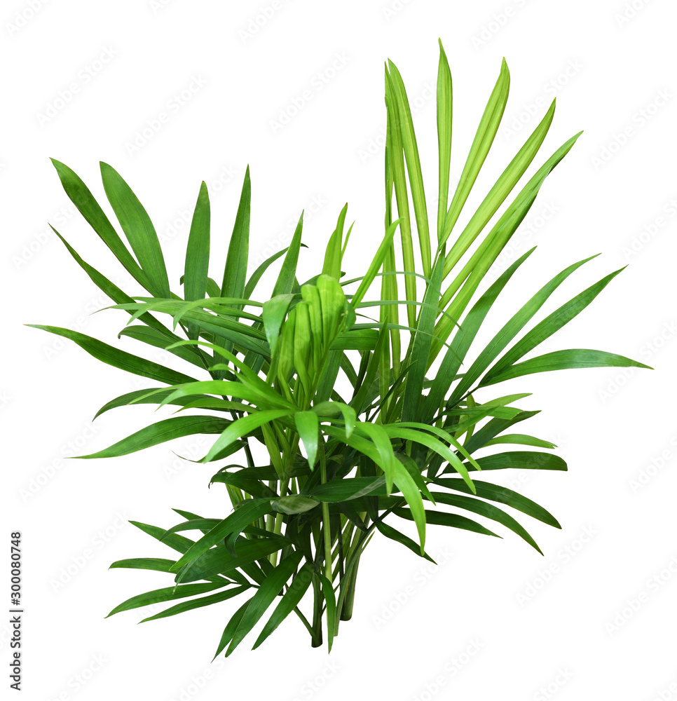 Fototapeta premium Green leaves of chameadorea palm