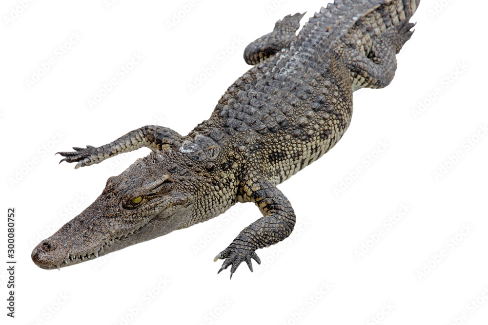 Naklejka premium krokodyl na białym tle - ścieżki przycinające.