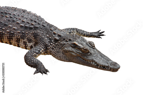 crocodile isolated on white background - clipping paths.