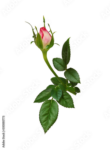 Bud of rose flower with gre...
