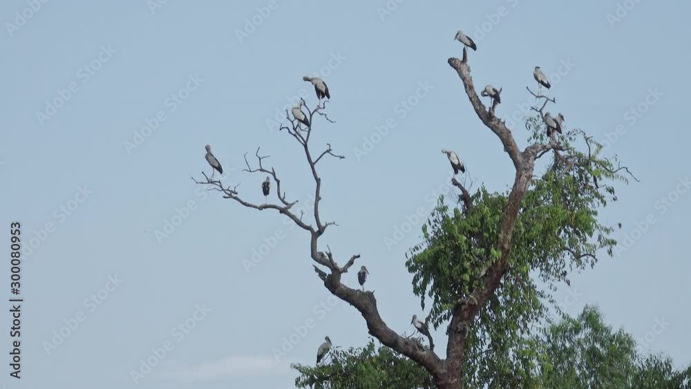 Egret (Ardea alba) on tree in forest a tranquil scenery.Great egret (Ardea alba) on tree. Egret (Ardea alba) on tree in forest a tranquil scenery.Great egret (Ardea alba) on tree.