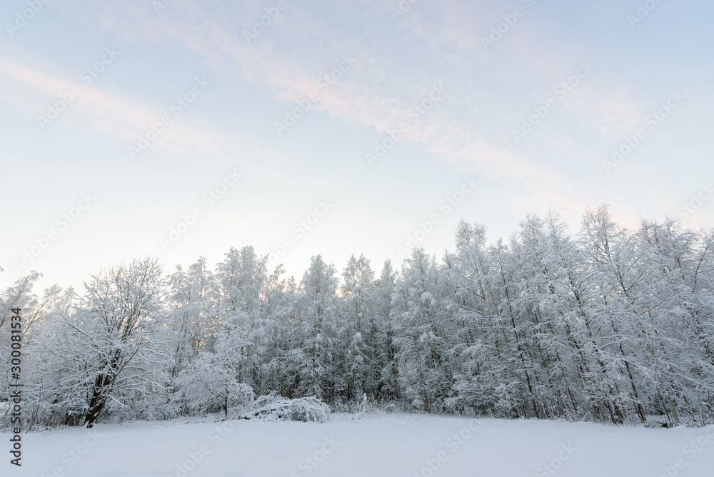 The forest has covered with heavy snow and clear blue sky in winter season at Lapland, Finland.