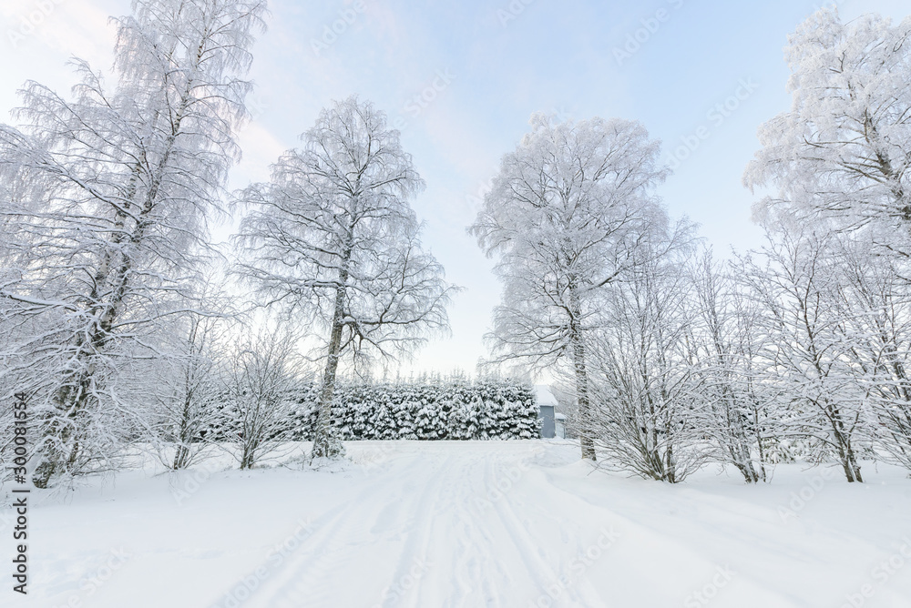 The forest has covered with heavy snow and clear blue sky in winter season at Lapland, Finland. The forest has covered with heavy snow and clear blue sky in winter season at Lapland, Finland.