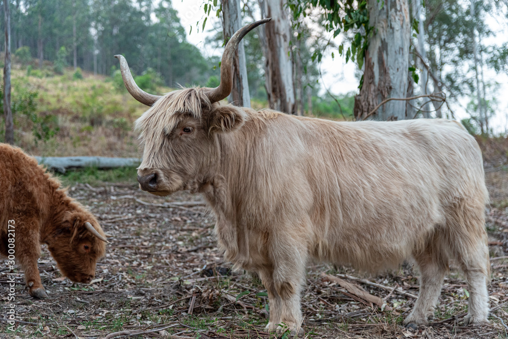 long hair salers cattle in the australian bushland long hair salers cattle in the australian bushland