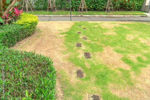 The lawn in front of the house is disturbed by pests and diseases causing damage to the green lawns, lawns in poor condition and requiring maintenance.