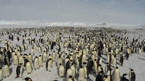 A colony of Emperor penguins (aptenodytes forsteri)on the ice of Davis sea,Eastern Antarctica