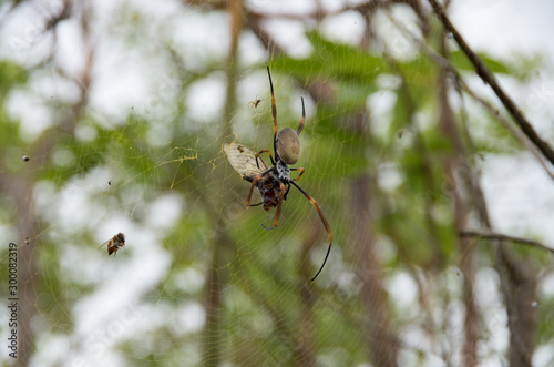 Golden Orb Weaver spider hanging in a web eating a dead cicada