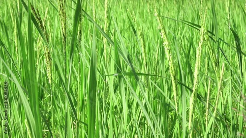 The green leaves of paddy rice in fileds, Jasmine rice in rice fields,Rice growing and production in Thailand. 