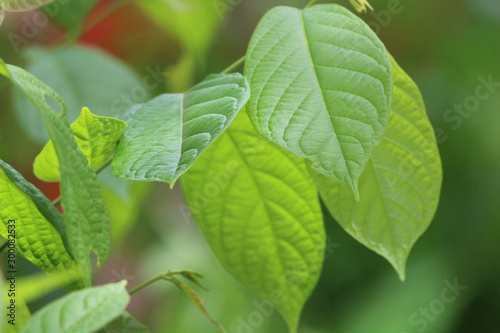 Wallpaper Mural green leaf in garden ,background , wallpaper Torontodigital.ca