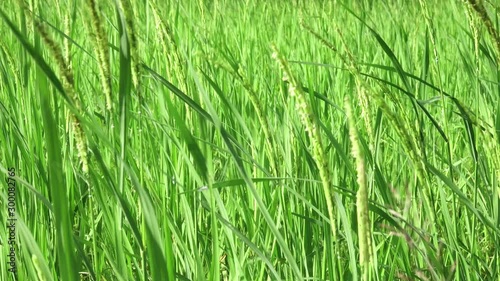 The green leaves of paddy rice in fileds, Jasmine rice in rice fields,Rice growing and production in Thailand. 