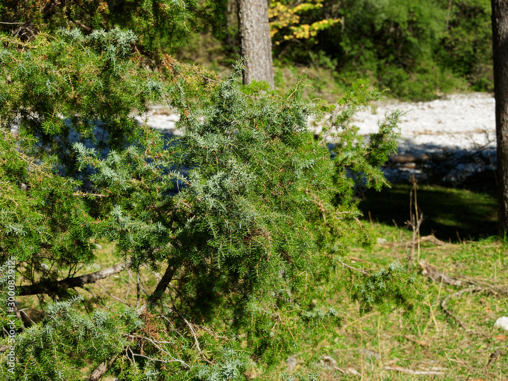 (Juniperus communis) Genévrier commun en forêt des Alpes autrichienne