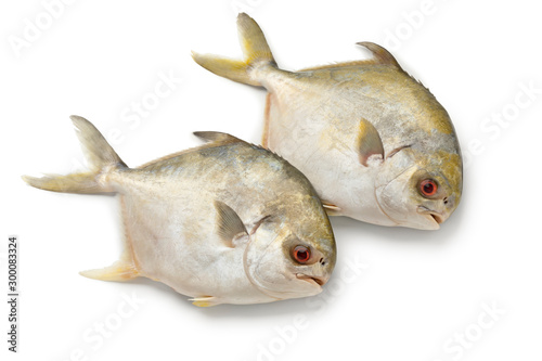 Pair of fresh raw golden pomfret fishes photo