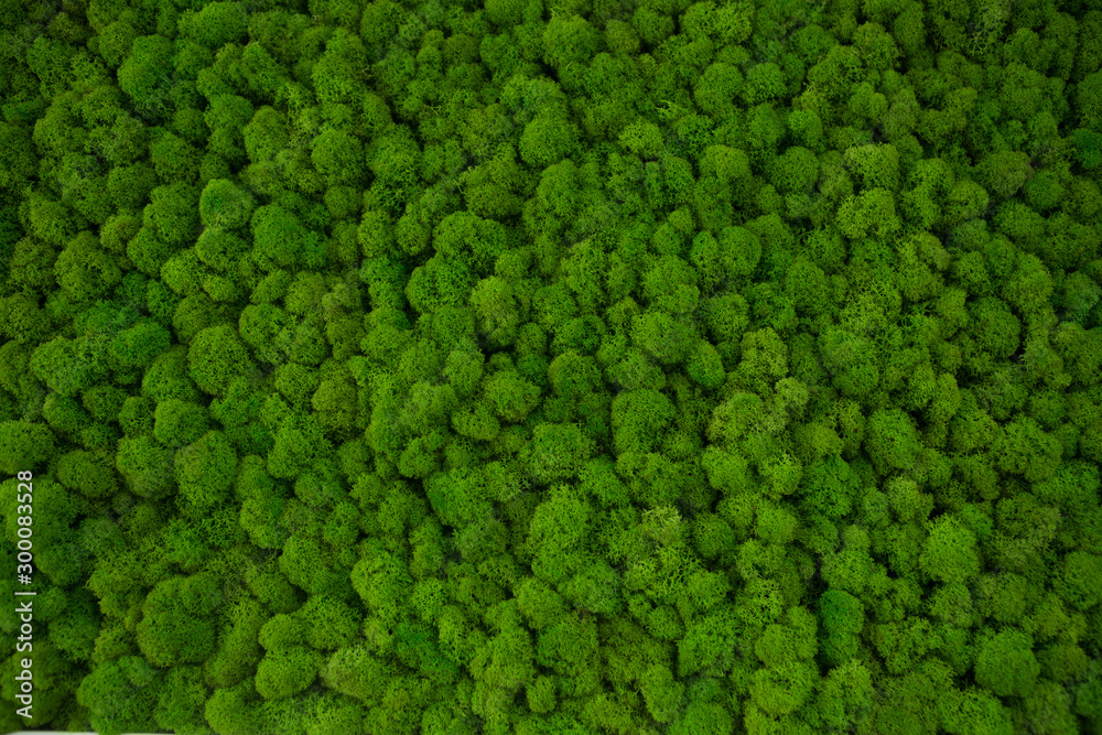 Fototapeta dekoracyjny zielony mech 