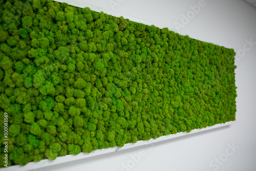 decorative moss for interior decoration.