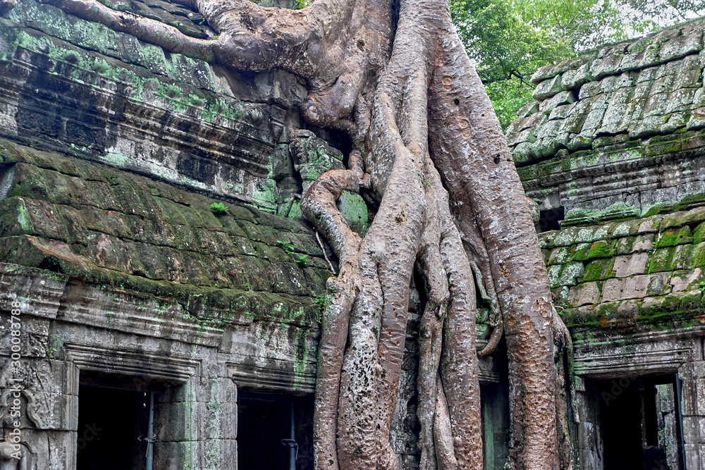 The tree and the roots of Angkor Wat