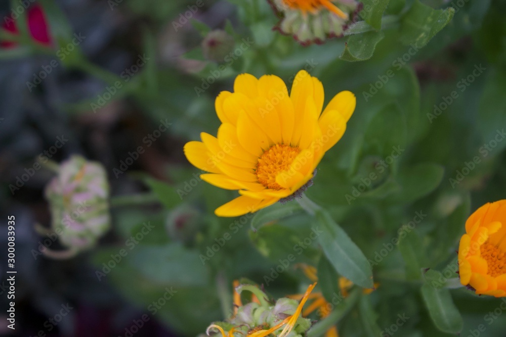yellow flower in the garden yellow flower in the garden