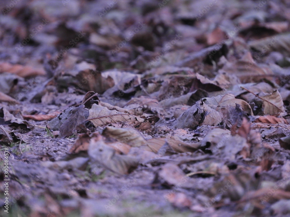 Background of colorful leaves. Autumn Leaves On The Ground