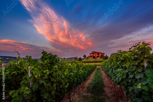 Colorful sunset in Italian vineyards with dirt road leading to isolated house with blue and orange clouds in background © MKozloff