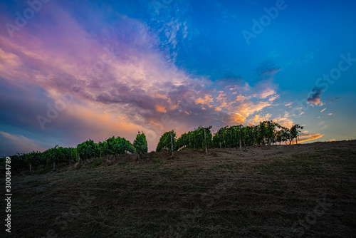 Colorful sunset in Italian vineyards with blue and orange clouds in background