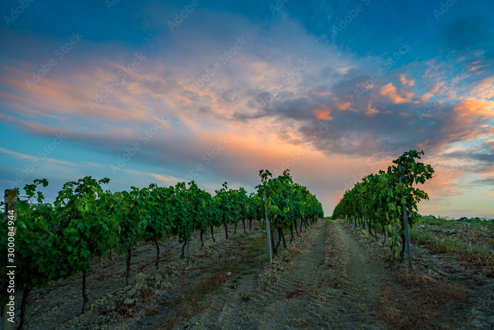 Naklejka premium Colorful sunset in Italian vineyards with blue and orange clouds in background