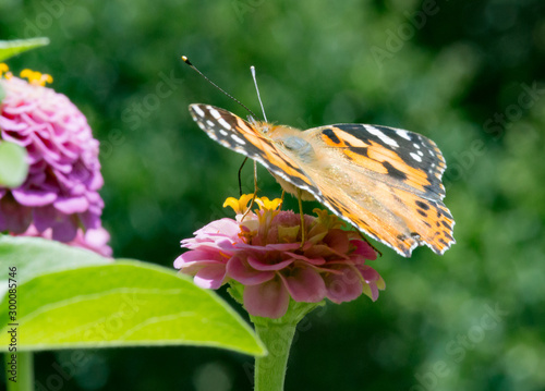 Macro of a painted lady butterfly (vanessa cardui) on a pink zinnia blossom; pesticide free environmental protection concept photo