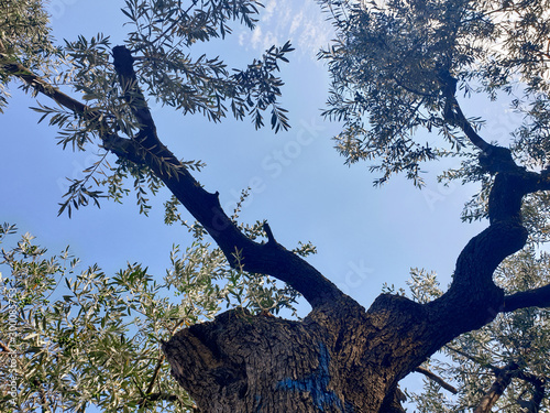 old olive tree and blue sky