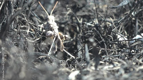 Dissosteira carolina, Carolina grasshopper gray, Carolina locust, black-winged grasshopper, road-duster or quaker, sitting on black meadow burned by fire. Macro insect photo