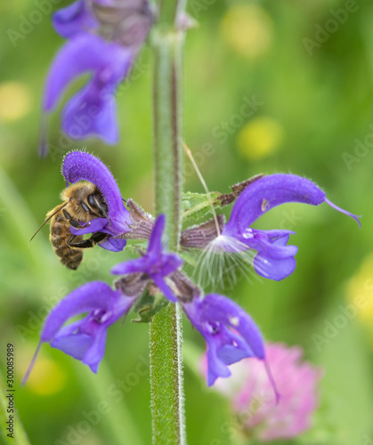 Macro of a honey bee on a meadow clary (salvia pratensis) blossom; save the bees pesticide free environmental protection concept photo