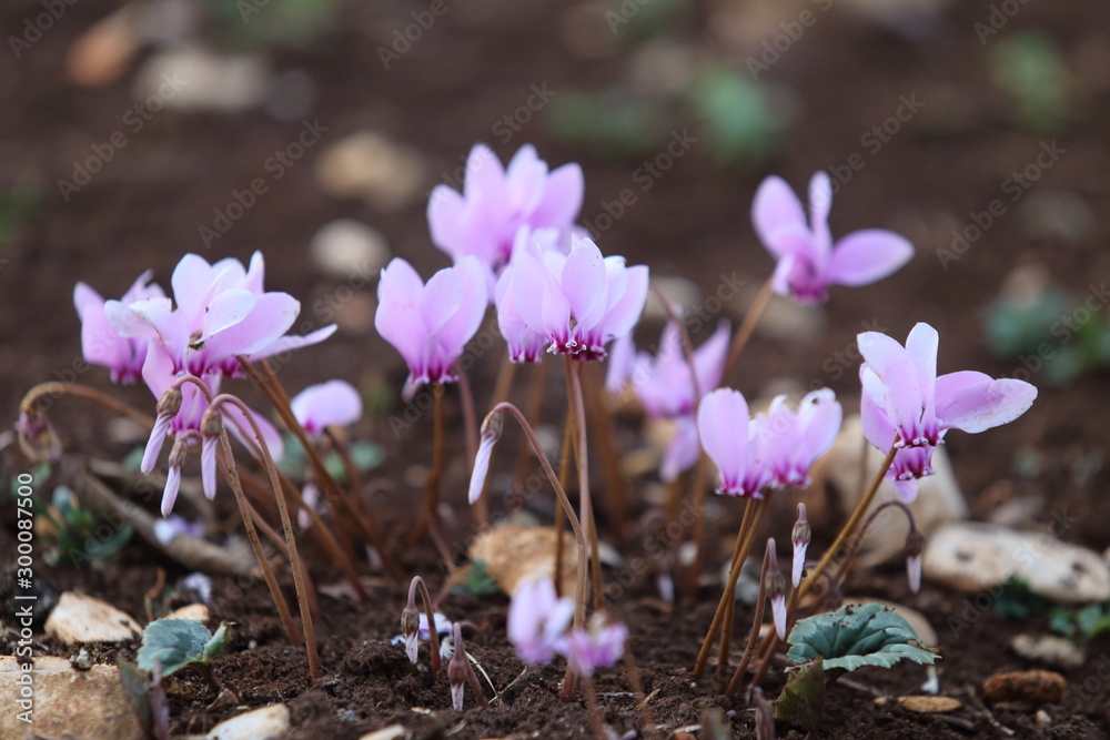 crocus in snow crocus in snow