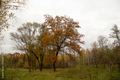 Beautiful autumn oak.