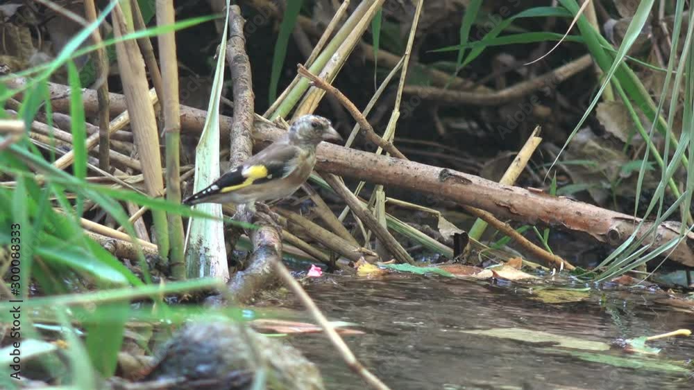 Sick bird flew to a watering place and to swim in fast forest stream Sick bird flew to a watering place and to swim in fast forest stream