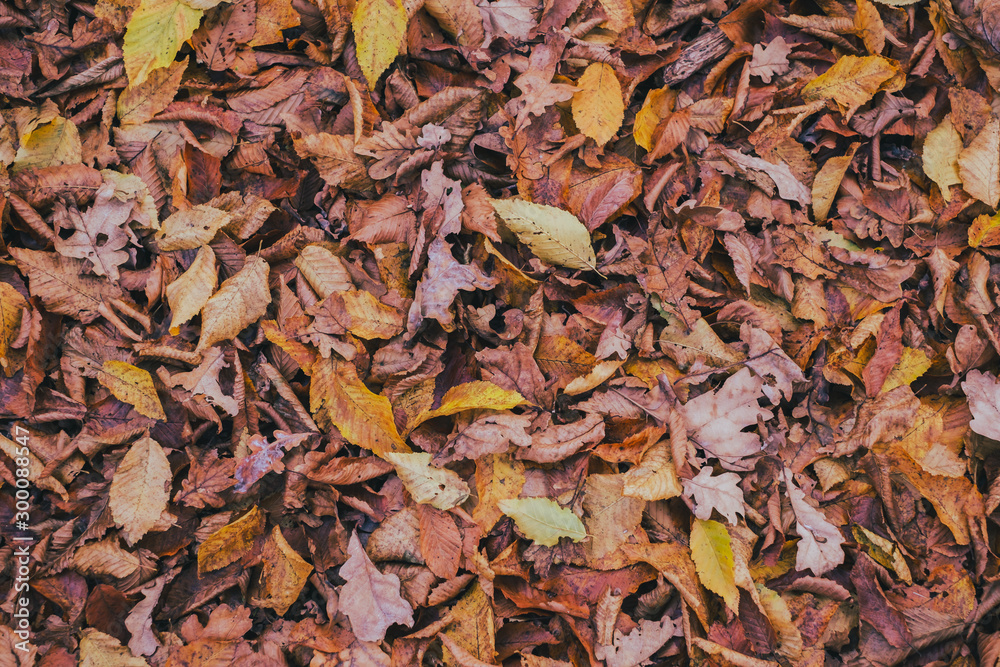 carpet of autumn leaves