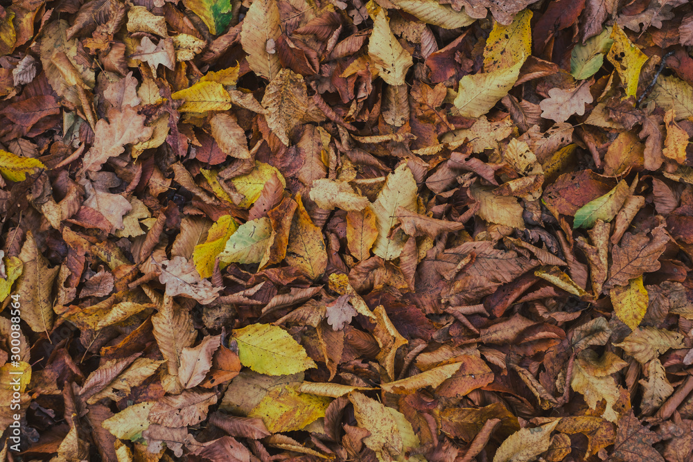 carpet of autumn leaves