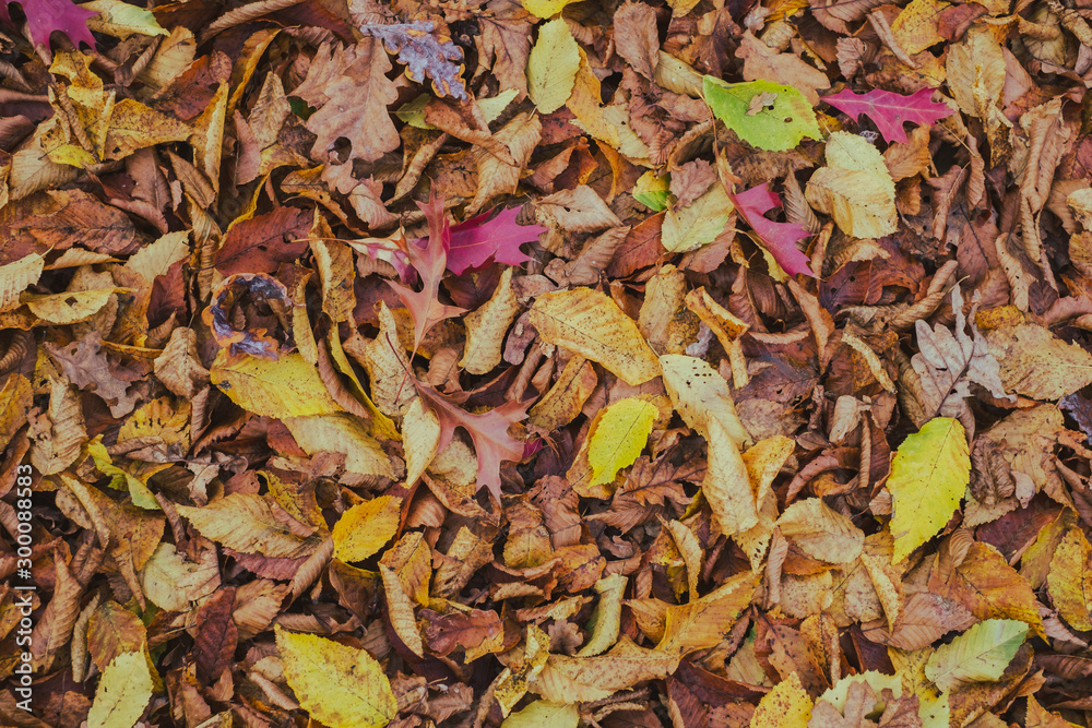 carpet of autumn leaves carpet of autumn leaves