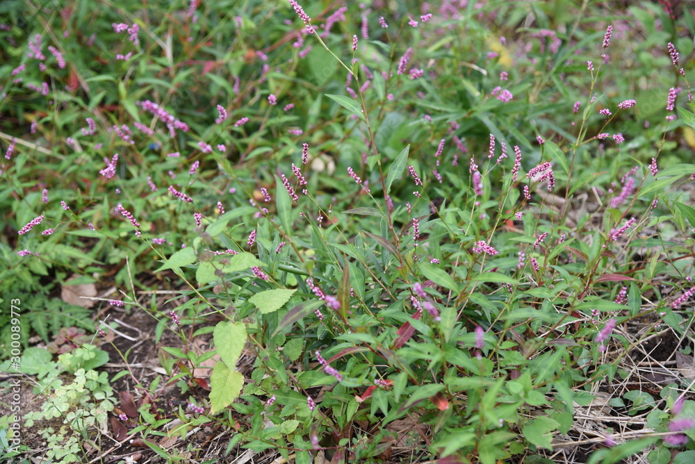 Creeping smartweed is a roadside weed that produces long ears in the fall and densered red-purple flowers. Creeping smartweed is a roadside weed that produces long ears in the fall and densered red-purple flowers.