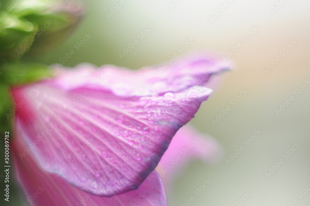 Pale pink flower petal with dew drops close-up, soft blur, selective focus