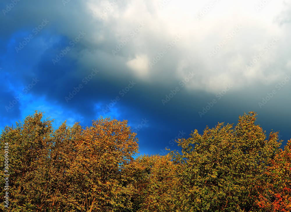 Fototapeta premium Crown of the autumn trees above dramatic clouds background