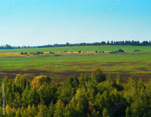 Dramatic autumn forest and meadow landscape background