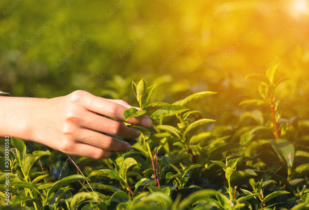 Fototapeta premium Closeup hand of farmer woman taking green tea bud in tea plantation,harvest and organic