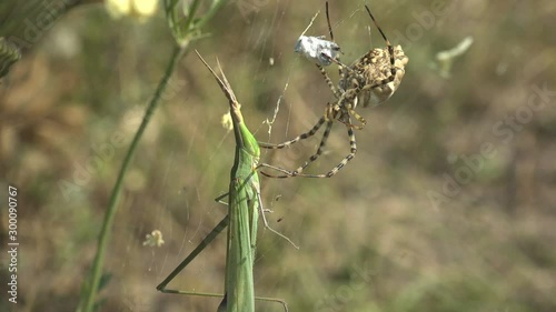 Argiope Lobata sits on spider web and Attacks Spools Leptysma marginicollis, cattail toothpick grasshopper, slender locust, pointed head and flattened, sword-shaped antennae. Macro View Insect photo