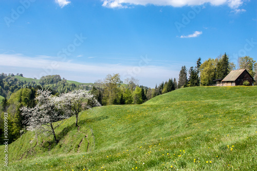 Zueri Oberland Wiese