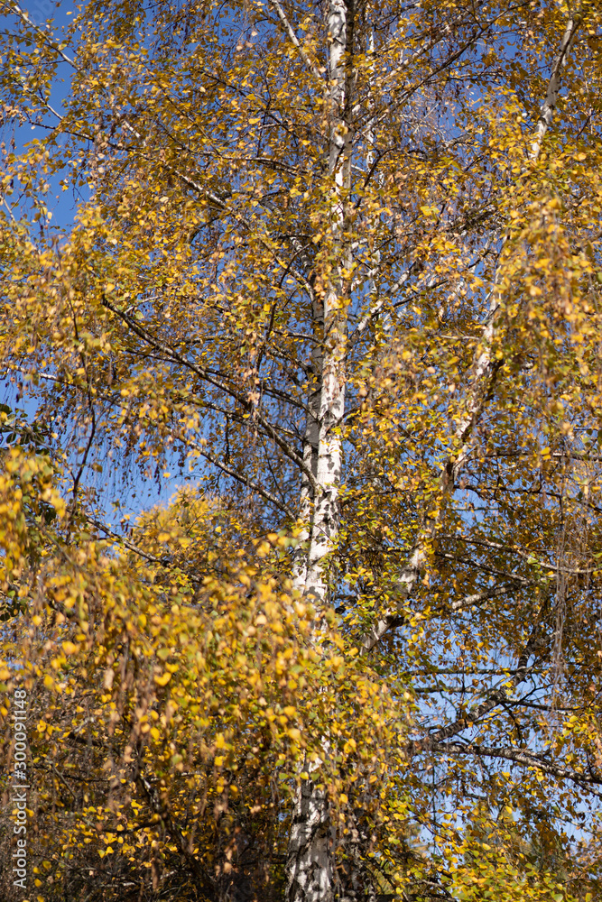 Autumn birch with yellowed leaves Autumn birch with yellowed leaves