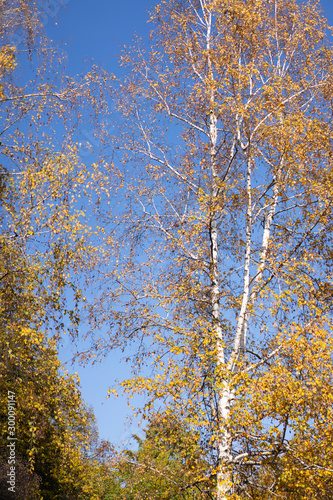 Autumn birch with yellowed leaves
