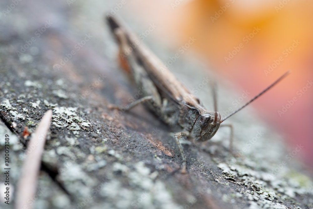Grasshopper sitting on a bark, macro photo Grasshopper sitting on a bark, macro photo