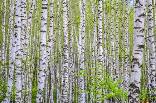 Birch grove in early spring. The young green leaves on branches against the background of black and white birch trunks. Natural background.