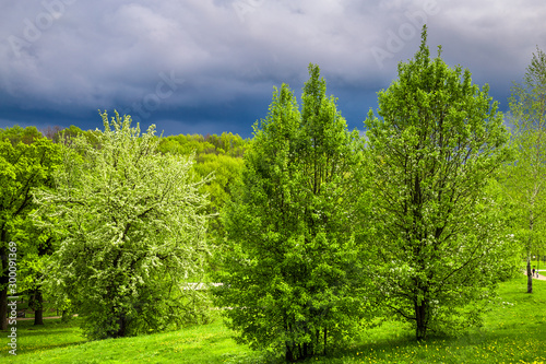 Rural spring landscape. Green lawn with beautiful trees in the park before the rain. Storm clouds  forest  road through green meadow.